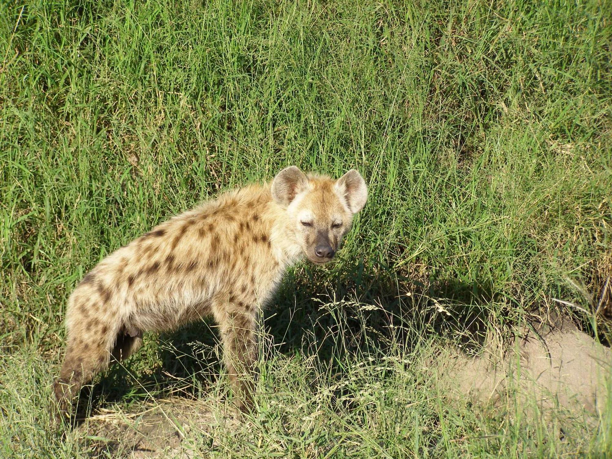 Thornybush Simbambili Lodge Khu bảo tồn Sabi Sand Ngoại thất bức ảnh